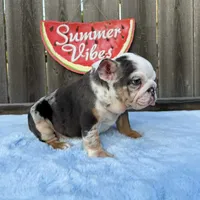 Female , Blue Tri Merle, a female English Bulldog for sale in Houston, TX – 4 of 9
