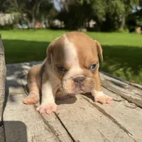 Male, Fawn and White, a male English Bulldog for sale in Houston, TX – 3 of 4