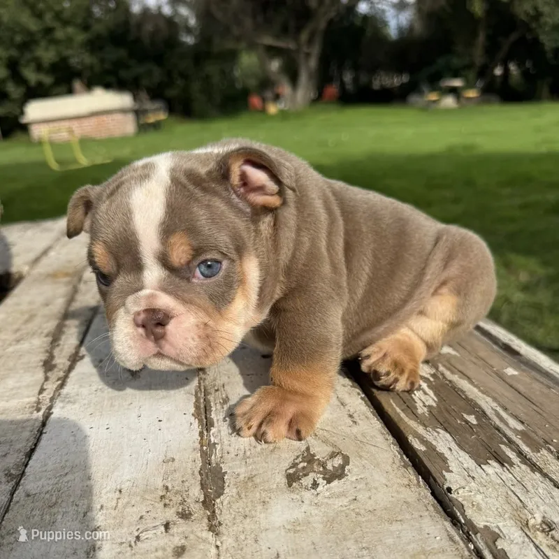 Male, Lilac Tri – English Bulldog puppy for sale in Houston, TX