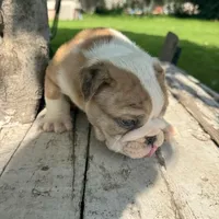 Male, Fawn and White, a male English Bulldog for sale in Houston, TX – 3 of 4
