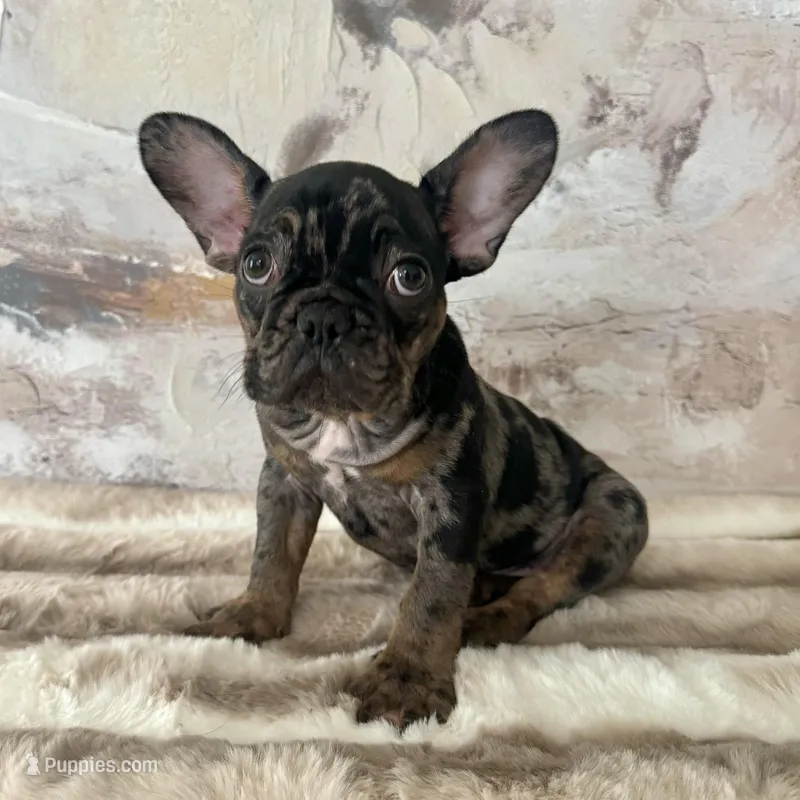 Male, black tri merle – French Bulldog puppy for sale in Houston, TX