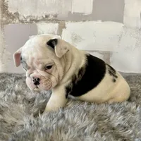 Male, Black Merle, a male English Bulldog for sale in Houston, TX – Photo 4 of 7