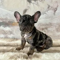 Male, Black Tri Merle, a male French Bulldog for sale in Houston, TX – 1 of 7