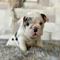 Male, Black Merle, a male English Bulldog for sale in Houston, TX – Photo 7 of 7