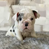 Male, Black Merle, a male English Bulldog for sale in Houston, TX – Photo 1 of 7