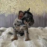 Male, black tri merle, a male French Bulldog for sale in Houston, TX – Photo 4 of 6