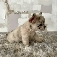 Male, Fluffy Merle, a male French Bulldog for sale in Houston, TX – Photo 5 of 8