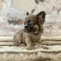 Male, Fluffy Lilac and Tan, a male French Bulldog for sale in Houston, TX – Photo 7 of 7