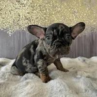 Male, black tri merle, a male French Bulldog for sale in Houston, TX – Photo 2 of 6