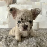 Male, Fluffy Merle, a male French Bulldog for sale in Houston, TX – Photo 1 of 8