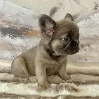 Male, Fluffy Lilac and Tan, a male French Bulldog for sale in Houston, TX – Photo 1 of 7