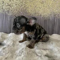 Male, black tri merle, a male French Bulldog for sale in Houston, TX – Photo 6 of 6