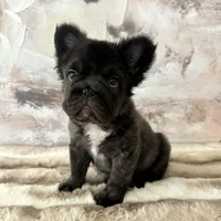 Male, Fluffy Big Rope, a male French Bulldog for sale in Houston, TX – Photo 1 of 6