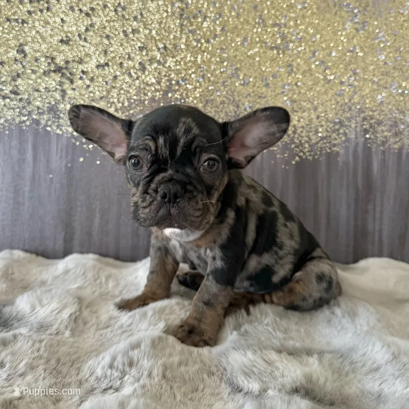 Male, black tri merle – French Bulldog puppy for sale in Houston, TX