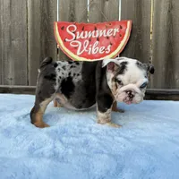 Female , Blue Tri Merle, a female English Bulldog for sale in Houston, TX – 7 of 9
