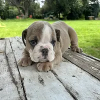 Male, Lilac Tri, a male English Bulldog for sale in Houston, TX – 6 of 6