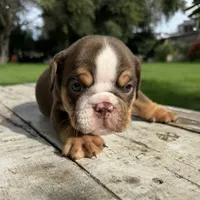 Male, Choco Tri, a male English Bulldog for sale in Houston, TX – 6 of 6