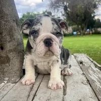Female, Blue Tri Merle, a female English Bulldog for sale in Houston, TX – 7 of 7
