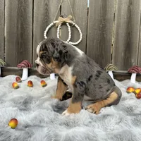 Male, Black Tri Merle, a male English Bulldog for sale in Houston, TX – 3 of 7