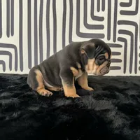 Male, Black Tri, a male English Bulldog for sale in Houston, TX – 2 of 6