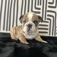 Male, Brindle, a male English Bulldog for sale in Houston, TX – 1 of 9