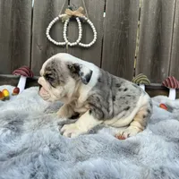 Female, Black Tri Merle, a female English Bulldog for sale in Houston, TX – 2 of 6