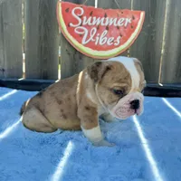Male, Fawn and White, a male English Bulldog for sale in Houston, TX – 3 of 7
