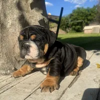 Male, Black Tri , a male English Bulldog for sale in Houston, TX – 7 of 9