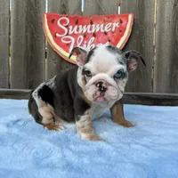 Female , Blue Tri Merle, a female English Bulldog for sale in Houston, TX – 3 of 9