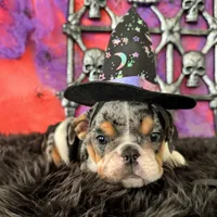 Female, Black Tri Merle, a female English Bulldog for sale in Houston, TX – 2 of 6