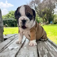 Male, Fawn Tri, a male English Bulldog for sale in Houston, TX – 7 of 7