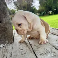 Male, Fawn and White, a male English Bulldog for sale in Houston, TX – 3 of 6