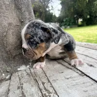Female, Black Tri Merle, a female English Bulldog for sale in Houston, TX – 2 of 5