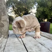 Male, Lilac Tri Merle, a male English Bulldog for sale in Houston, TX – Photo 10 of 10