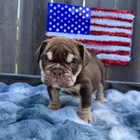 Male, Choco Tri, a male English Bulldog for sale in Houston, TX – Photo 3 of 8