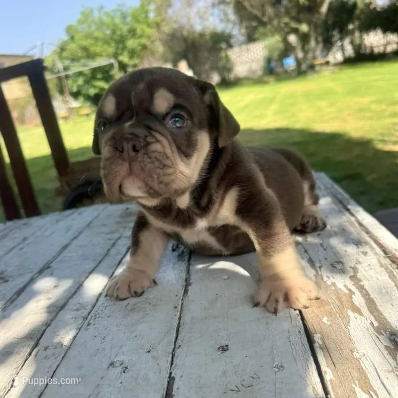 Male, Choco Tri – English Bulldog puppy for sale in Houston, TX