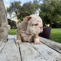 Male, Lilac Tri Merle, a male English Bulldog for sale in Houston, TX – Photo 2 of 10