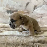 Male, Lilac Tri, a male English Bulldog for sale in Houston, TX – Photo 4 of 8