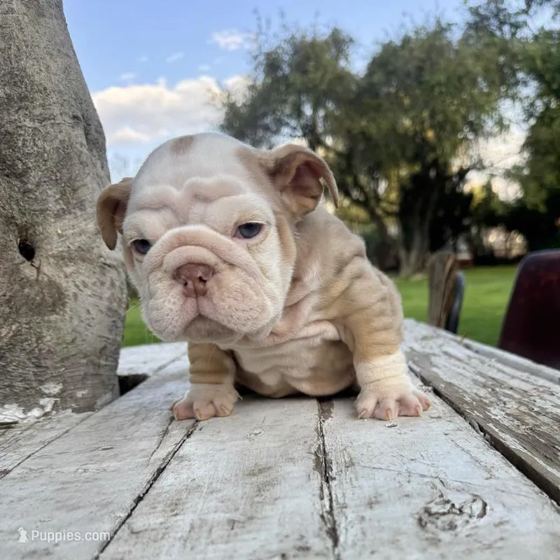 Male, Lilac Tri Merle – English Bulldog puppy for sale in Houston, TX