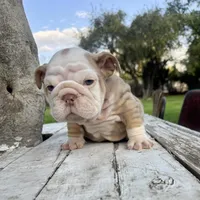 Male, Lilac Tri Merle, a male English Bulldog for sale in Houston, TX – Photo 1 of 10