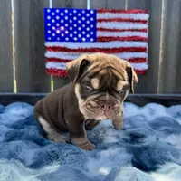 Male, Choco Tri, a male English Bulldog for sale in Houston, TX – Photo 5 of 8