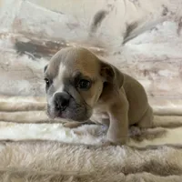 Male, Lilac Tri, a male English Bulldog for sale in Houston, TX – Photo 7 of 8