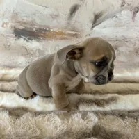 Male, Lilac Tri, a male English Bulldog for sale in Houston, TX – Photo 2 of 8