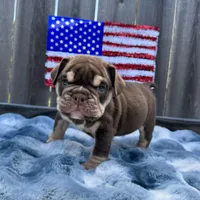 Male, Choco Tri, a male English Bulldog for sale in Houston, TX – Photo 7 of 8