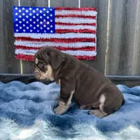 Male, Choco Tri, a male English Bulldog for sale in Houston, TX – Photo 4 of 8