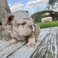 Male, Lilac Tri Merle, a male English Bulldog for sale in Houston, TX – Photo 5 of 10