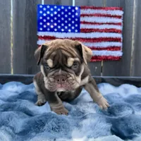 Male, Choco Tri, a male English Bulldog for sale in Houston, TX – Photo 6 of 8