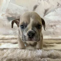 Male, Lilac Tri, a male English Bulldog for sale in Houston, TX – Photo 3 of 8