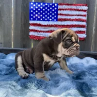 Male, Choco Tri, a male English Bulldog for sale in Houston, TX – Photo 2 of 8