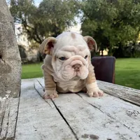 Male, Lilac Tri Merle, a male English Bulldog for sale in Houston, TX – Photo 7 of 10